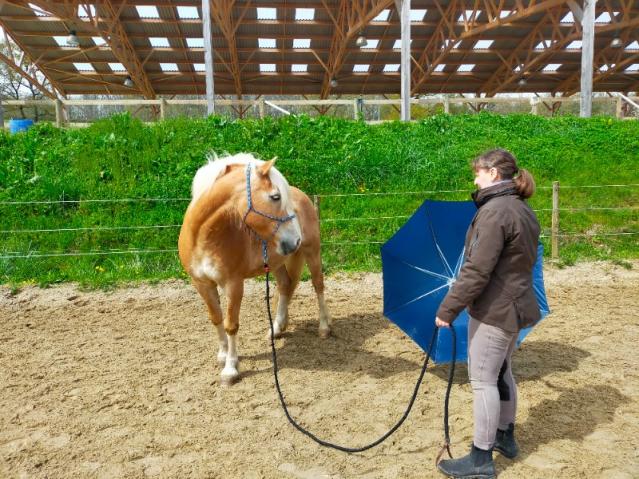 équitation éthologique pour les chevaux