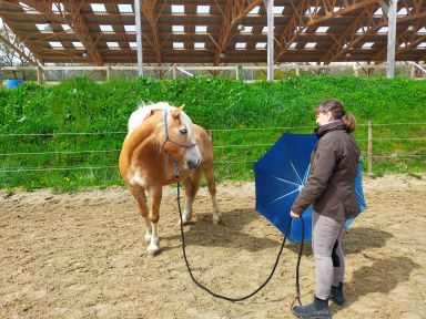 Équitation éthologique